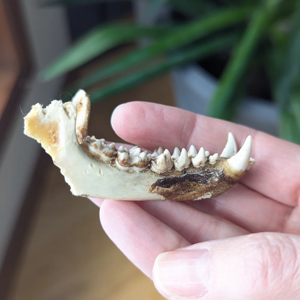 Lower Jawbone of Animal - Small, Possibly Raccoon, Oddity, Skeleton - Picture 5 of 12